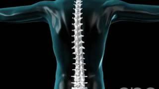 Spine Flexing - Vertebral Column - 3D Medical Animation || ABP ©