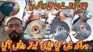 teddy kabootar wapis aa gaya ️ || Haider pigeons club || khokhar pigeons club || kabootar lovers