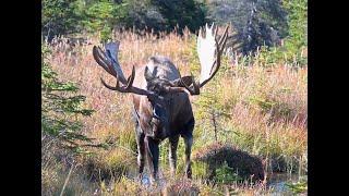 More Adventures with Unique Alaska Bull Moose  | MooseMan Video Photography Calendar