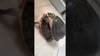 Love in Slow Motion  Tortoise Couple's Adorable Moment #tortoise #cat #couple #youtubeshorts #yt