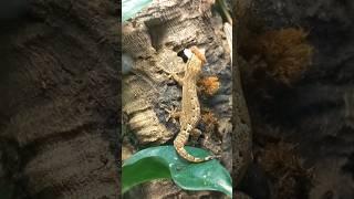 Mourning Gecko Shenanigans Part 2 #shorts #gecko #mourninggecko #funny