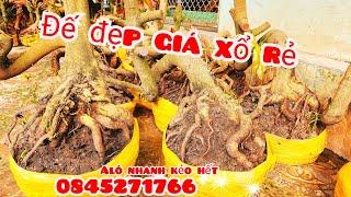 Phôi mai bonsai đế đẹp giá xổ rẻ 7/11 #aPhương0845271766 |MaivàngThanhTâm