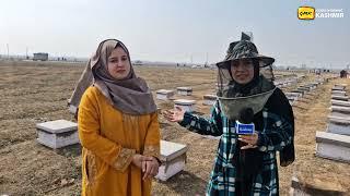 Sania Zehra, physiotherapist turned honey farmer, thriving in Pampore’s  saffron fields