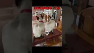 Synchronize Cats #shorts #edit #trolledit