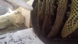 2016 Karins Surprise Birthday Bee Keeping Visit