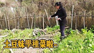 土豆妹在家待業，和老媽學種辣椒苗，誰知發生了這可惡的一幕【甘肅土豆妹】