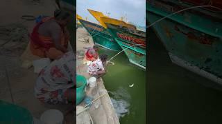 Mullet fishing in boat side water #mulletfishing #fishingvideos ng