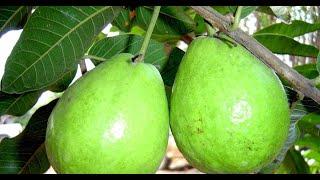 Frutíferas Produtivas - Goiaba Tailandesa - roxa e Mangostão Roxo.