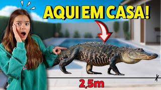 HOJE APARECEU UM JACARE DE 2,5m AQUI EM CASA!