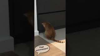 Котодемон / Когда в кота вселился демон / Кот обиделся