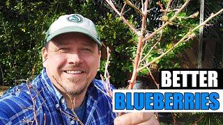 3 Quick Spring Blueberry Tips For 2024 - Garden Quickie Episode 192