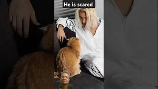 She took in a stray cat #cat #cats #funny #shortvideo