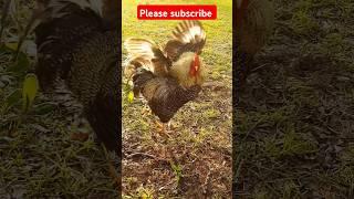 Cock exercise #shorts #shortsbeta #shortsviral #shortsvideo #shortsfeed