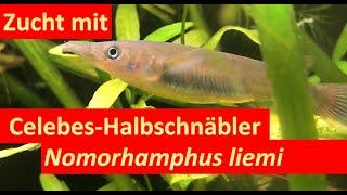 Der Celebes-Halbschnäbler im Aquarium: Zucht