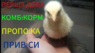 НОВИЙ ПРОЕКТ! Бройлер 1 ДОБА! Що треба зробити?! NEW PROJECT! BROILER 1 DAY! WHAT needs to be done!