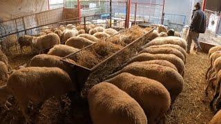 SHEEP CAME TO THE STABLE - HEAVY PREGNANCY SHEEP - FARM IS FULL ( sheep lamb videos, sheep, lambs )