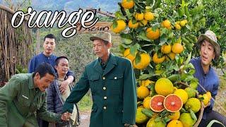 Grandfather and Uncle Mạnh Leave the Farm: Orange Harvest Season Of My Hometown | SUNG A PAO