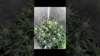 Fastbuds, Gorilla Zkittles Autoflower time lapse…