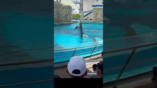 Dolphins funny #fypviralシ#shortsfeed#shortsviral#viralshorsts#dolphins#fyppage#fypppppppppppppp