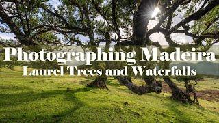 Gnarly Trees and Waterfalls - Photographing Madeira