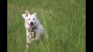 Origins of canine behavior