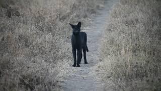 Rare black serval on film in the eastern Serengeti