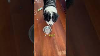 果冻：不好意思，我临时改了剧本边牧 铲屎官的乐趣 万物可爱计划 可爱在我家 边牧果冻