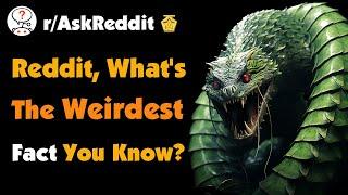 Reddit, What's The Weirdest Fact You Know?