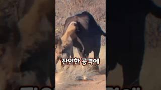하이에나가 항상 거기만 공격하는게 아닙니다 ㄷㄷ 비명 지르는 사람들! #동물
