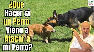  ¿QUE HACER SI UN PERRO VIENE A ATACAR A MI PERRO? 