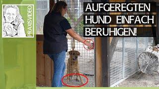  Aufgeregten Hund beruhigen! ️ Super simple Übung! ️ Praxisvideo ️