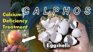 v64: How to Make Calphos? Natural Fertilizer that good for Flowering and Fruiting of plants.