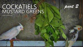 Cockatiels and Mustard Greens Part 2