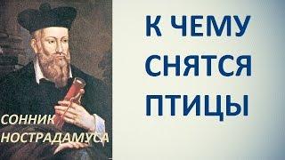 К чему снятся птицы. Сонник Нострадамуса. Толкование снов.