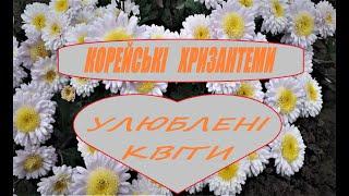 Огляд улюблених корейських хризантем