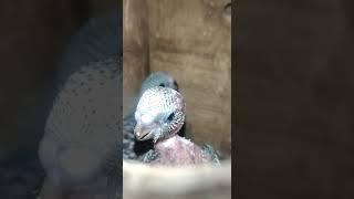 Parrots Chicks | Toton ke bache #shorts #vlog