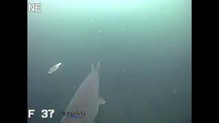 Pike ATTACK!