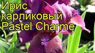 Ирис карликовый Пастель Шарм. Краткий обзор, описание характеристик iris pumila Pastel Charme