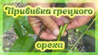 Методы прививки Грецкого ореха. Walnut grafting methods.