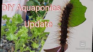 DIY Aquaponic Update || Twin Barrel Aquaponics