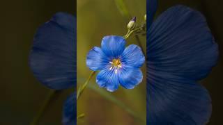 Macro flower photography with the RF 28mm f2.8! #canonr3 #photography #28mmf28 #povphotography