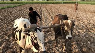 Bulls Power To Plow Field | Old Technology | Bull Power Ploughing