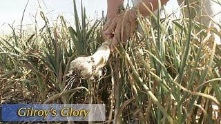 Growing California Video Series: Gilroy's Glory