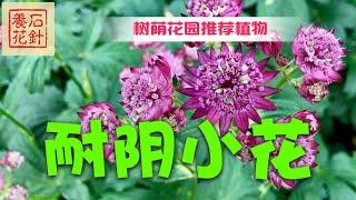 介绍多种庭院耐阴开花植物 - 花和叶子都很美