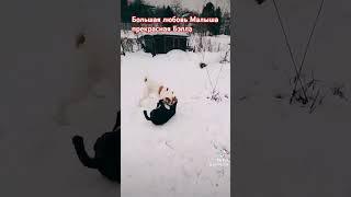 Домашний приют Вертихвостики #бездомныеживотные #помощьбездомнымживотным #собаки