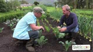 How To Grow Kale - Everything You Need To Know