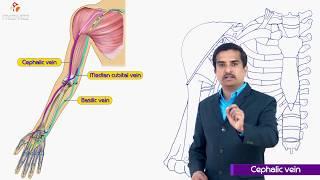 Cephalic vein Anatomy Animation - Dr G Bhanu Prakash