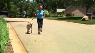 EzyDog Zero Shock Dog Leash