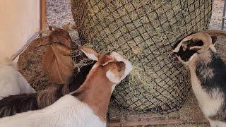 The Best Way To Feed Round Bales To Goats