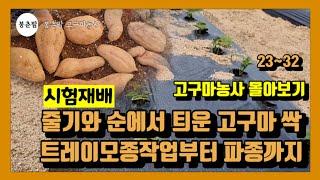 봉춘팜고구마농사 | 시험재배 고구마 줄기와 순에서 틔운 싹으로 모종만들고 파종까지 가능할까?